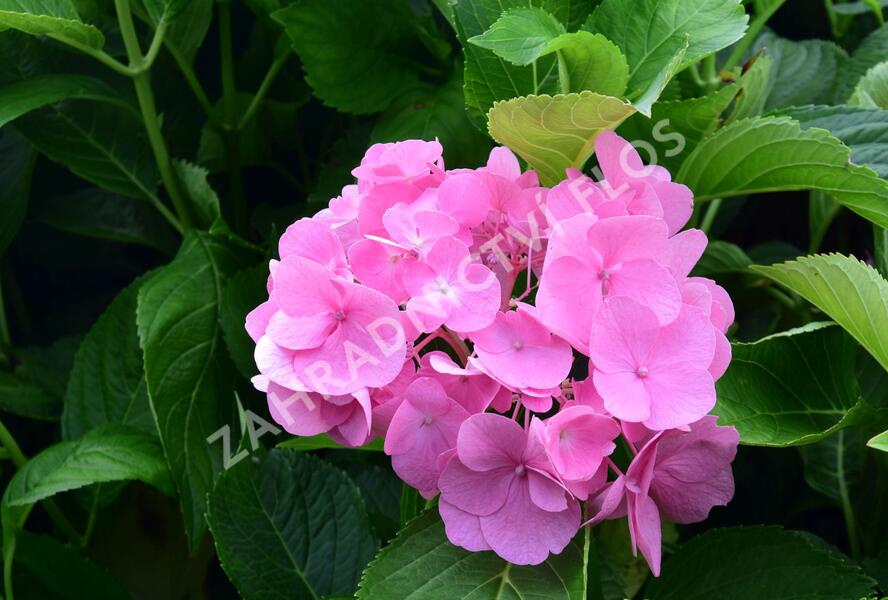 Hortenzie velkolistá 'Freudenstein' - Hydrangea macrophylla 'Freudenstein'