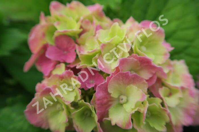 Hortenzie velkolistá 'Hamburg' - Hydrangea macrophylla 'Hamburg'