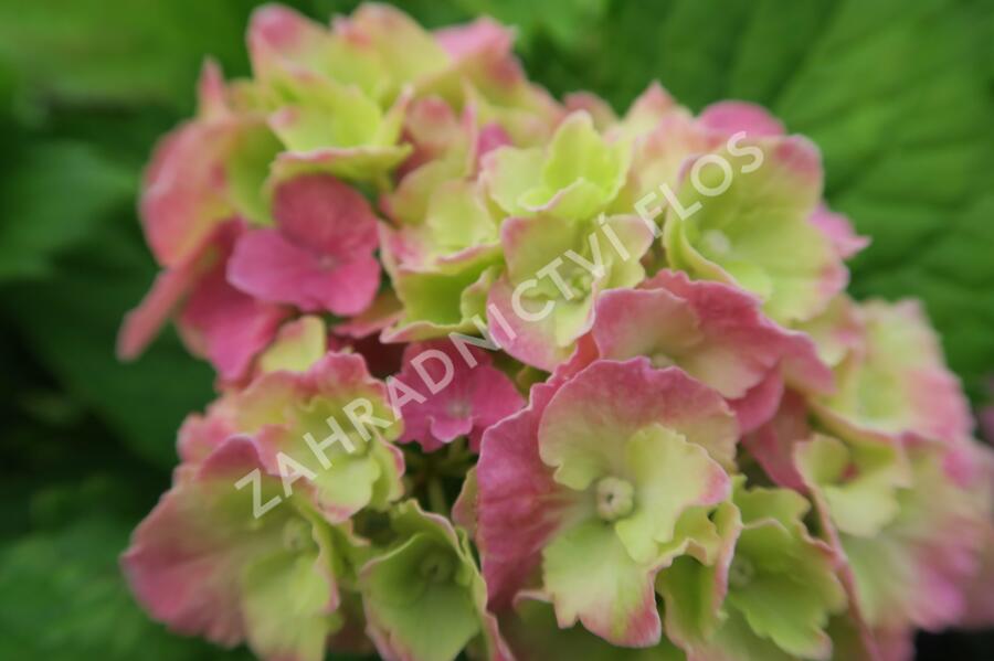 Hortenzie velkolistá 'Hamburg' - Hydrangea macrophylla 'Hamburg'