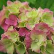 Hortenzie velkolistá 'Hamburg' - Hydrangea macrophylla 'Hamburg'