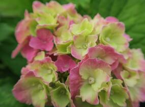 Hortenzie velkolistá 'Hamburg' - Hydrangea macrophylla 'Hamburg'