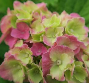 Hortenzie velkolistá 'Hamburg' - Hydrangea macrophylla 'Hamburg'