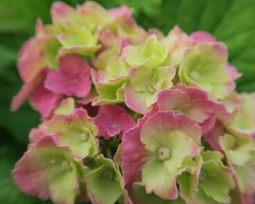 Hortenzie velkolistá 'Hamburg'