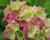 Hortenzie velkolistá 'Hamburg'
