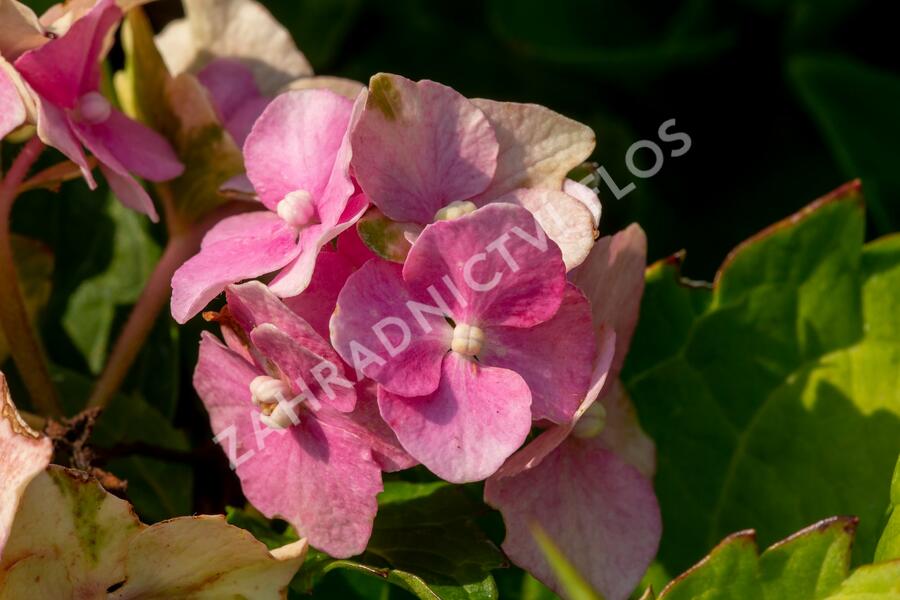 Hortenzie velkolistá 'Hamburg' - Hydrangea macrophylla 'Hamburg'