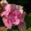 Hortenzie velkolistá 'Hamburg' - Hydrangea macrophylla 'Hamburg'