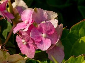 Hortenzie velkolistá 'Hamburg' - Hydrangea macrophylla 'Hamburg'