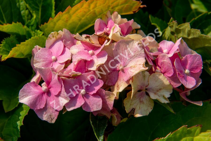 Hortenzie velkolistá 'Hamburg' - Hydrangea macrophylla 'Hamburg'