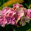 Hortenzie velkolistá 'Hamburg' - Hydrangea macrophylla 'Hamburg'