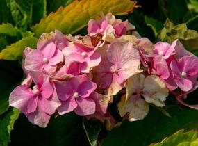 Hortenzie velkolistá 'Hamburg' - Hydrangea macrophylla 'Hamburg'