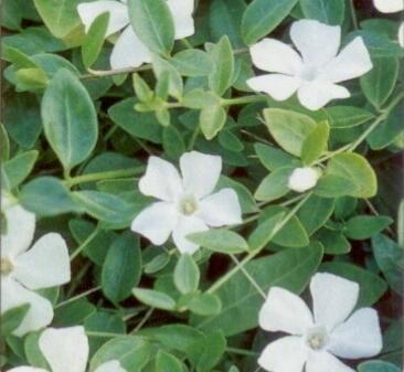 Barvínek menší 'Gertrude Jekyll' - Vinca minor 'Gertrude Jekyll'