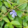 brl men - Vinca minor