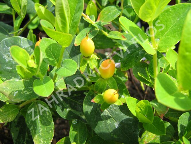 Třezalka 'Lotte' - Hypericum hypearl 'Lotte'