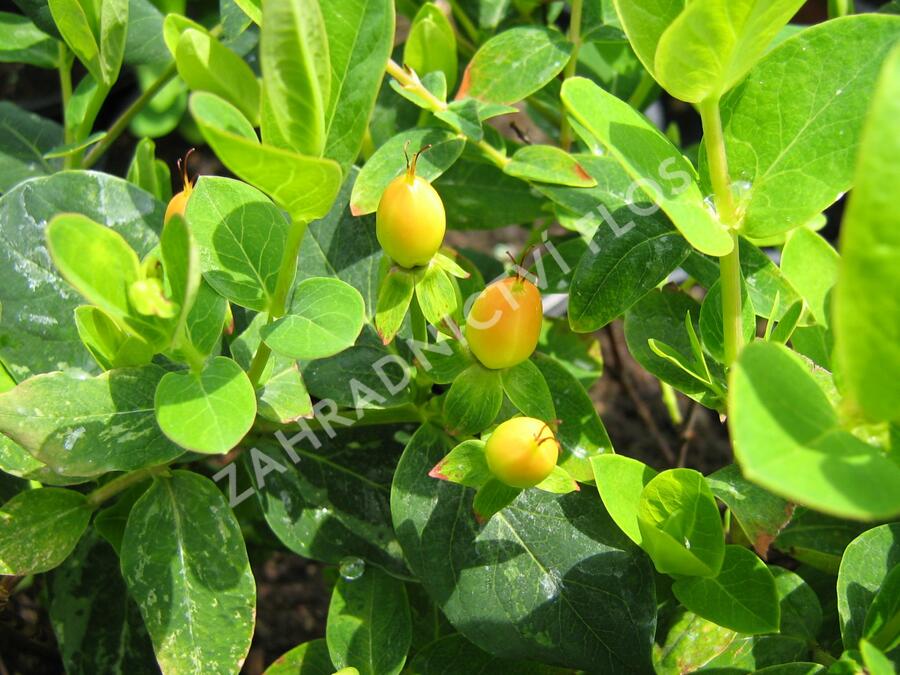 Třezalka 'Lotte' - Hypericum hypearl 'Lotte'