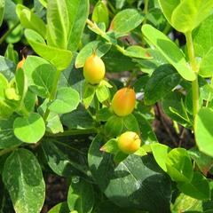 Třezalka 'Lotte' - Hypericum hypearl 'Lotte'