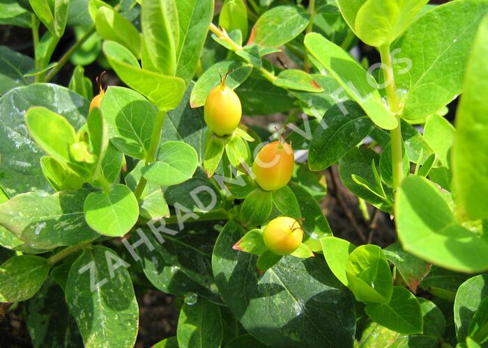 Třezalka 'Lotte' - Hypericum hypearl 'Lotte'