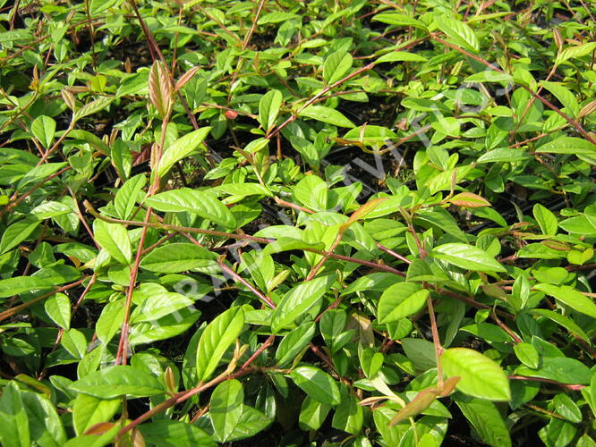Skalník vrbolistý 'Herbstfeuer' - Cotoneaster salicifolius 'Herbstfeuer'
