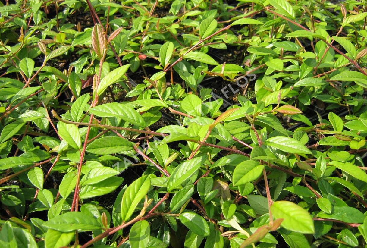 Skalník vrbolistý 'Herbstfeuer' - Cotoneaster salicifolius 'Herbstfeuer'
