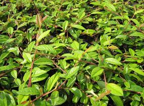 Skalník vrbolistý 'Herbstfeuer' - Cotoneaster salicifolius 'Herbstfeuer'