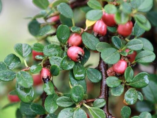 Skalník drobnolistý 'Queen of Carpets' - Cotoneaster microphyllus 'Queen of Carpets'