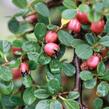 Skalník poléhavý 'Queen of Carpets' - Cotoneaster procumbens 'Queen of Carpets'