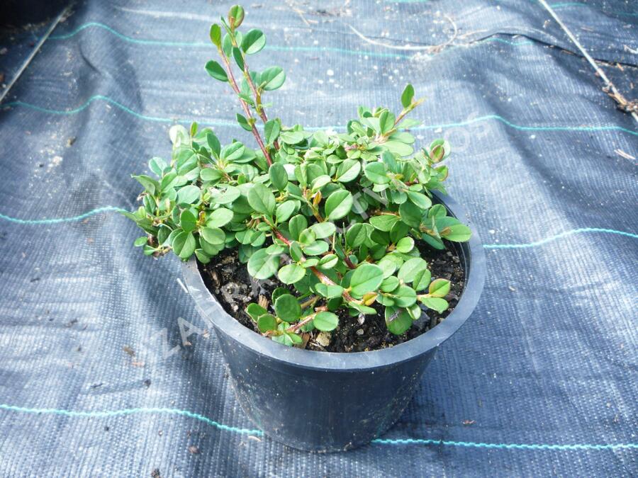 Skalník poléhavý 'Queen of Carpets' - Cotoneaster procumbens 'Queen of Carpets'