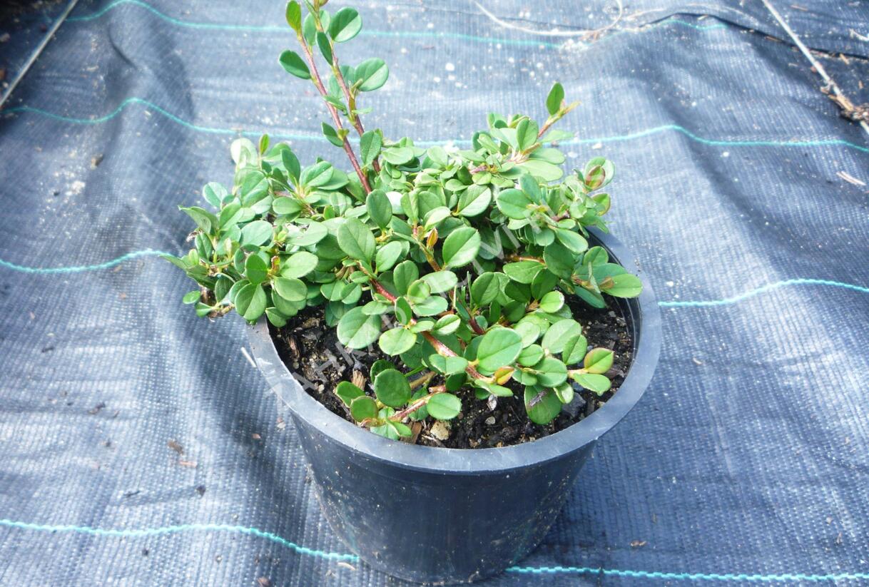 Skalník poléhavý 'Queen of Carpets' - Cotoneaster procumbens 'Queen of Carpets'
