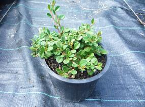 Skalník poléhavý 'Queen of Carpets' - Cotoneaster procumbens 'Queen of Carpets'