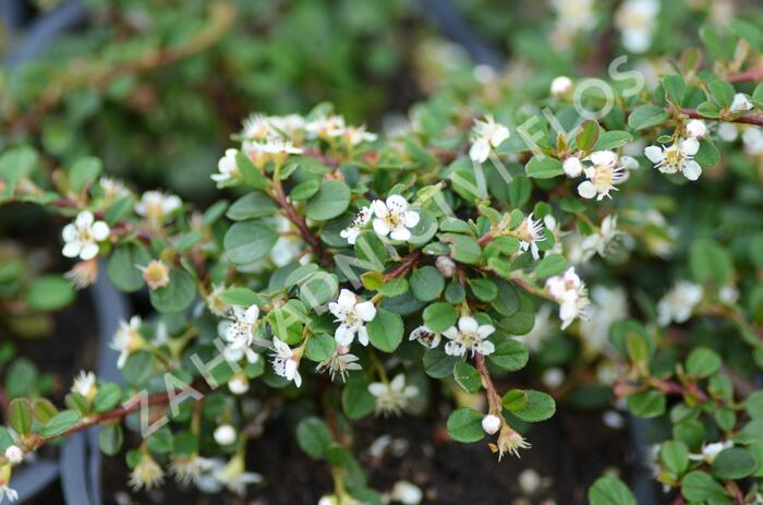 Skalník poléhavý 'Queen of Carpets' - Cotoneaster procumbens 'Queen of Carpets'