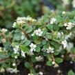 Skalník drobnolistý 'Queen of Carpets' - Cotoneaster microphyllus 'Queen of Carpets'