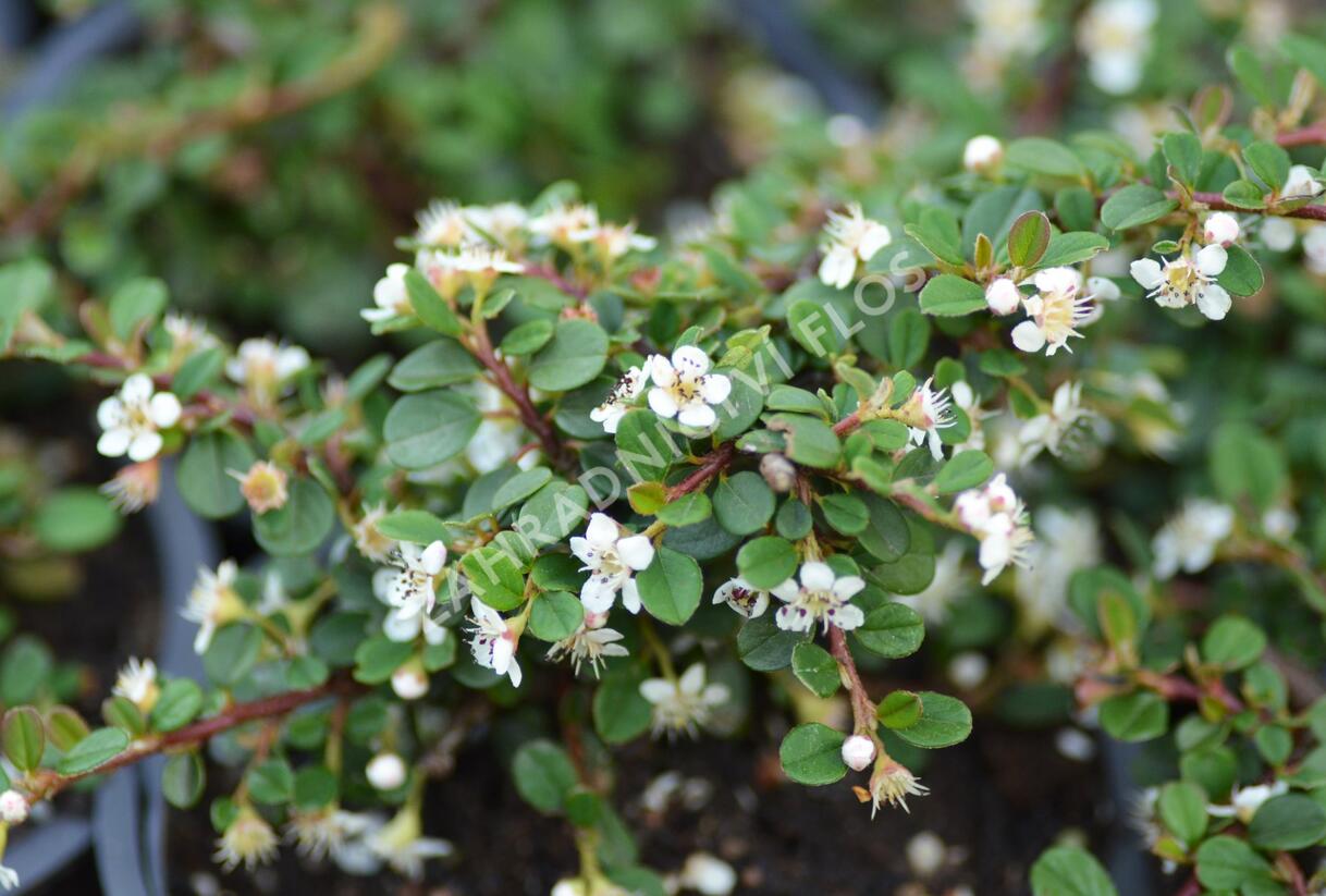 Skalník poléhavý 'Queen of Carpets' - Cotoneaster procumbens 'Queen of Carpets'