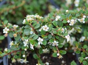 Skalník poléhavý 'Queen of Carpets' - Cotoneaster procumbens 'Queen of Carpets'