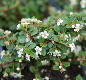 Skalník drobnolistý 'Queen of Carpets' - Cotoneaster microphyllus 'Queen of Carpets'