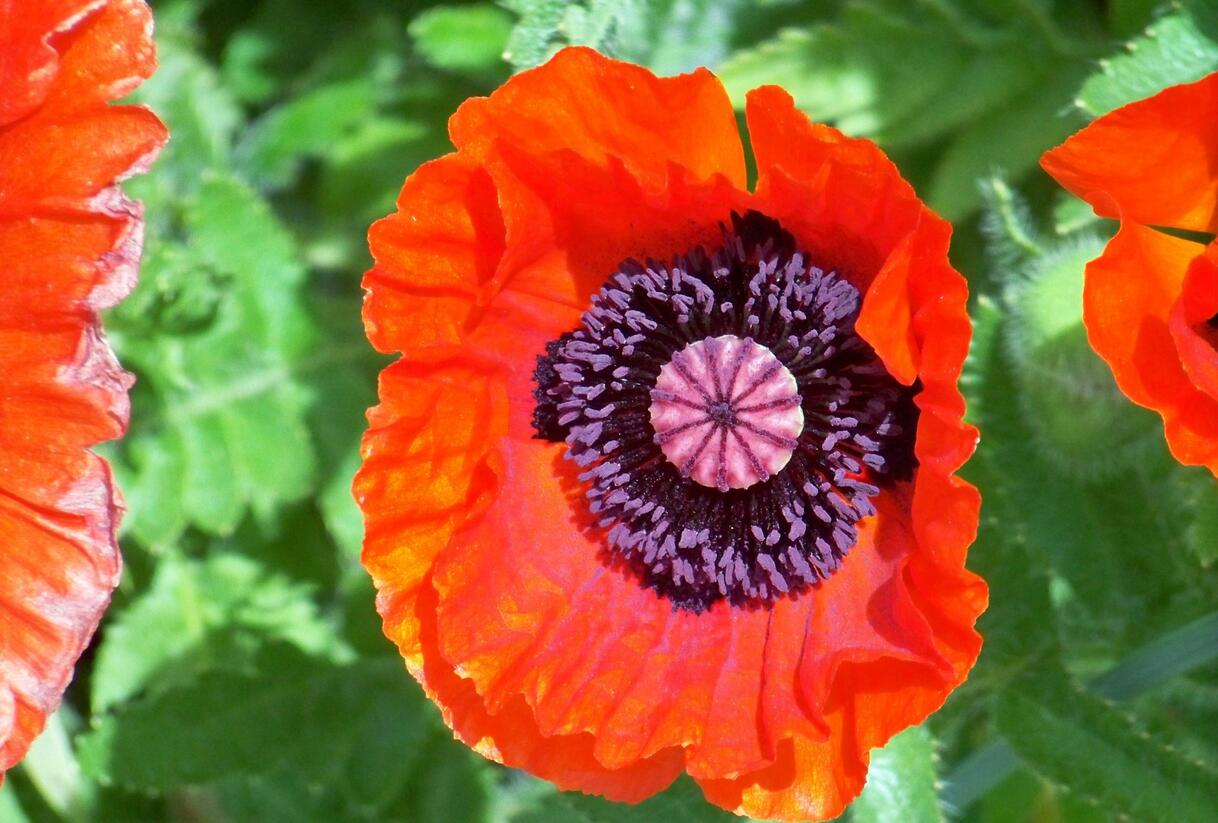 Mák východní 'Allegro' - Papaver orientale 'Allegro'
