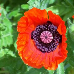 Mák východní 'Allegro' - Papaver orientale 'Allegro'