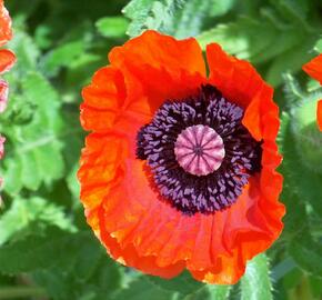 Mák východní 'Allegro' - Papaver orientale 'Allegro'