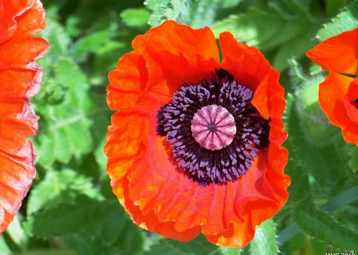 Mák východní 'Allegro' - Papaver orientale 'Allegro'