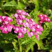 Řebříček obecný 'Desert Eve Deep Rose' - Achillea millefolium 'Desert Eve Deep Rose'