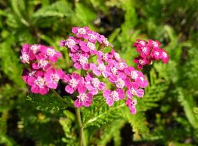 Řebříček obecný 'Desert Eve Deep Rose' - Achillea millefolium 'Desert Eve Deep Rose'
