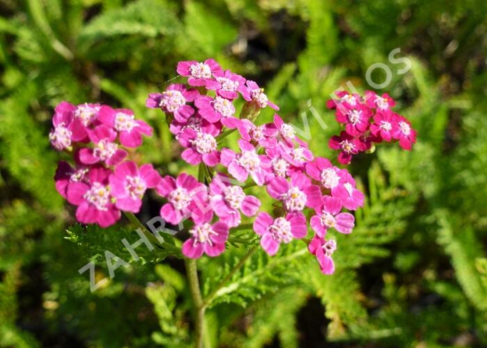 Řebříček obecný 'Desert Eve Deep Rose' - Achillea millefolium 'Desert Eve Deep Rose'