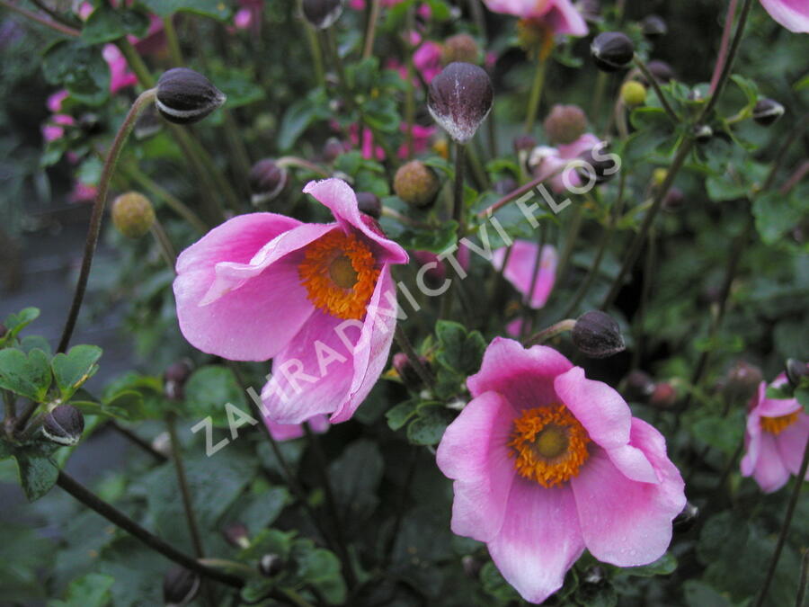 Sasanka japonská 'Praecox' - Anemone hupehensis 'Praecox'