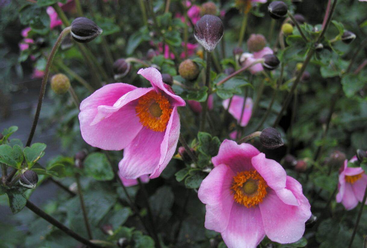 Sasanka hupejská 'Praecox' - Anemone hupehensis 'Praecox'