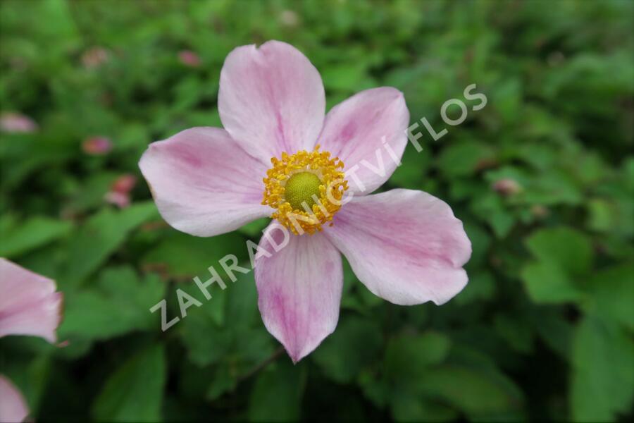 Sasanka japonská 'Praecox' - Anemone hupehensis 'Praecox'