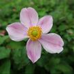 Sasanka japonská 'Praecox' - Anemone hupehensis 'Praecox'