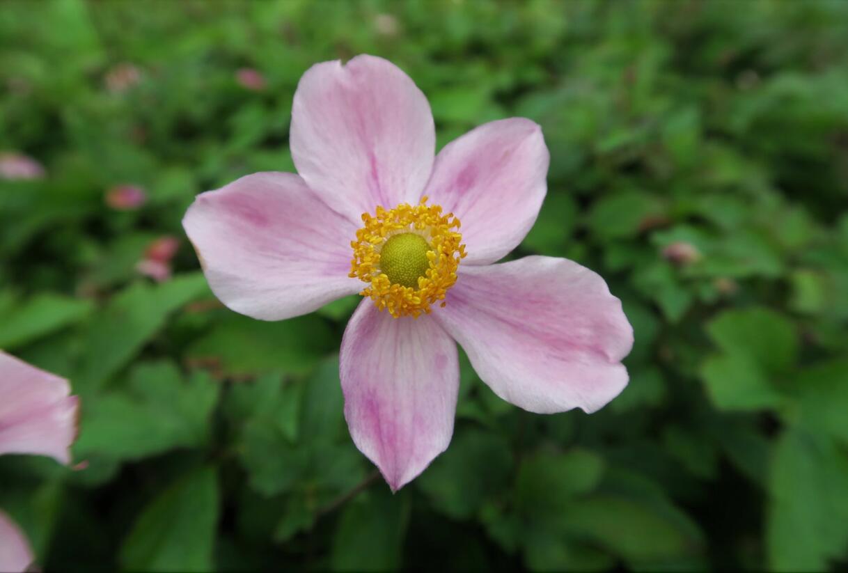 Sasanka hupejská 'Praecox' - Anemone hupehensis 'Praecox'