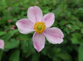 Sasanka hupejská 'Praecox' - Anemone hupehensis 'Praecox'