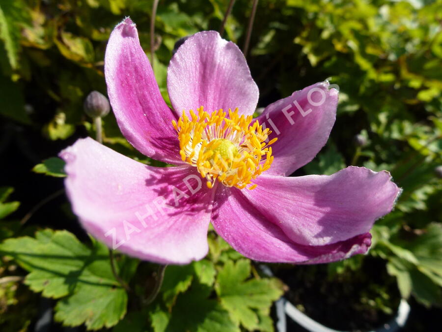 Sasanka japonská 'Praecox' - Anemone hupehensis 'Praecox'