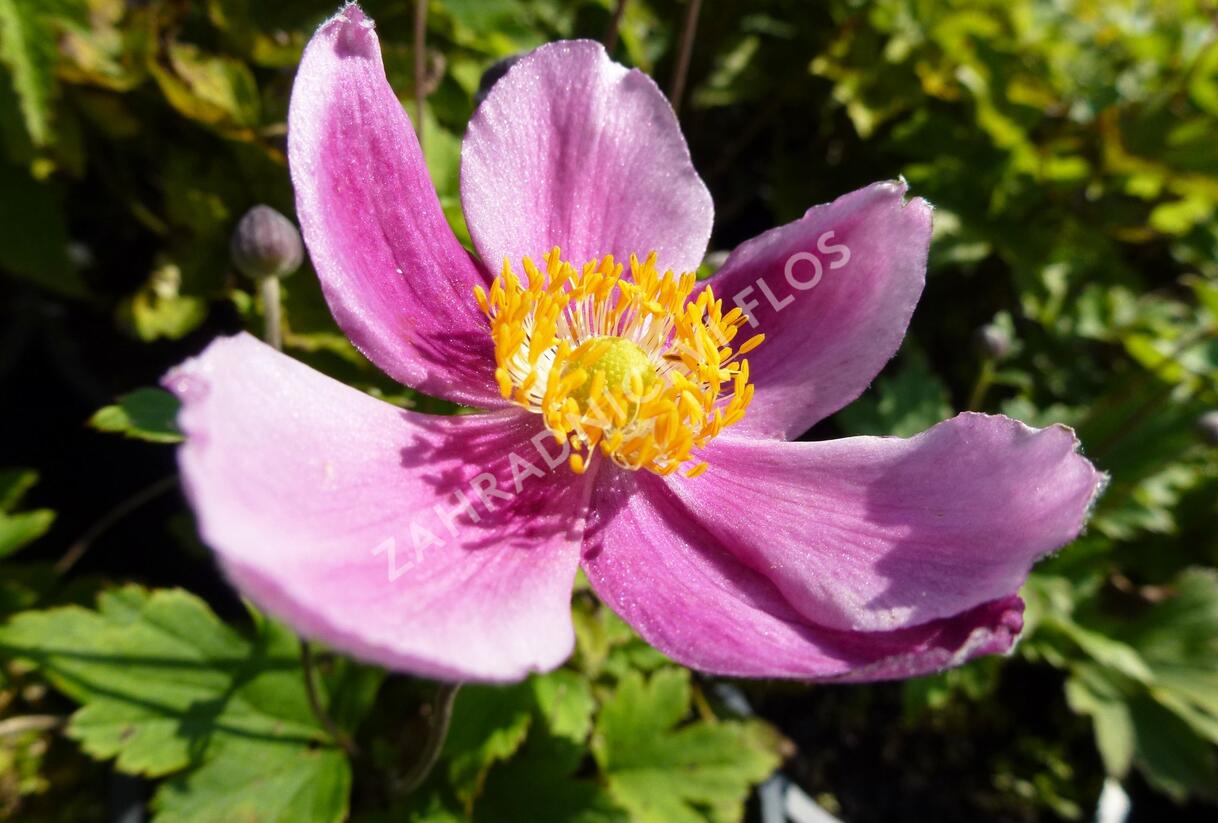 Sasanka hupejská 'Praecox' - Anemone hupehensis 'Praecox'