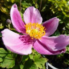Sasanka 'Praecox' - Anemone hupehensis 'Praecox'