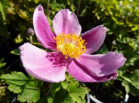 Sasanka hupejská 'Praecox' - Anemone hupehensis 'Praecox'